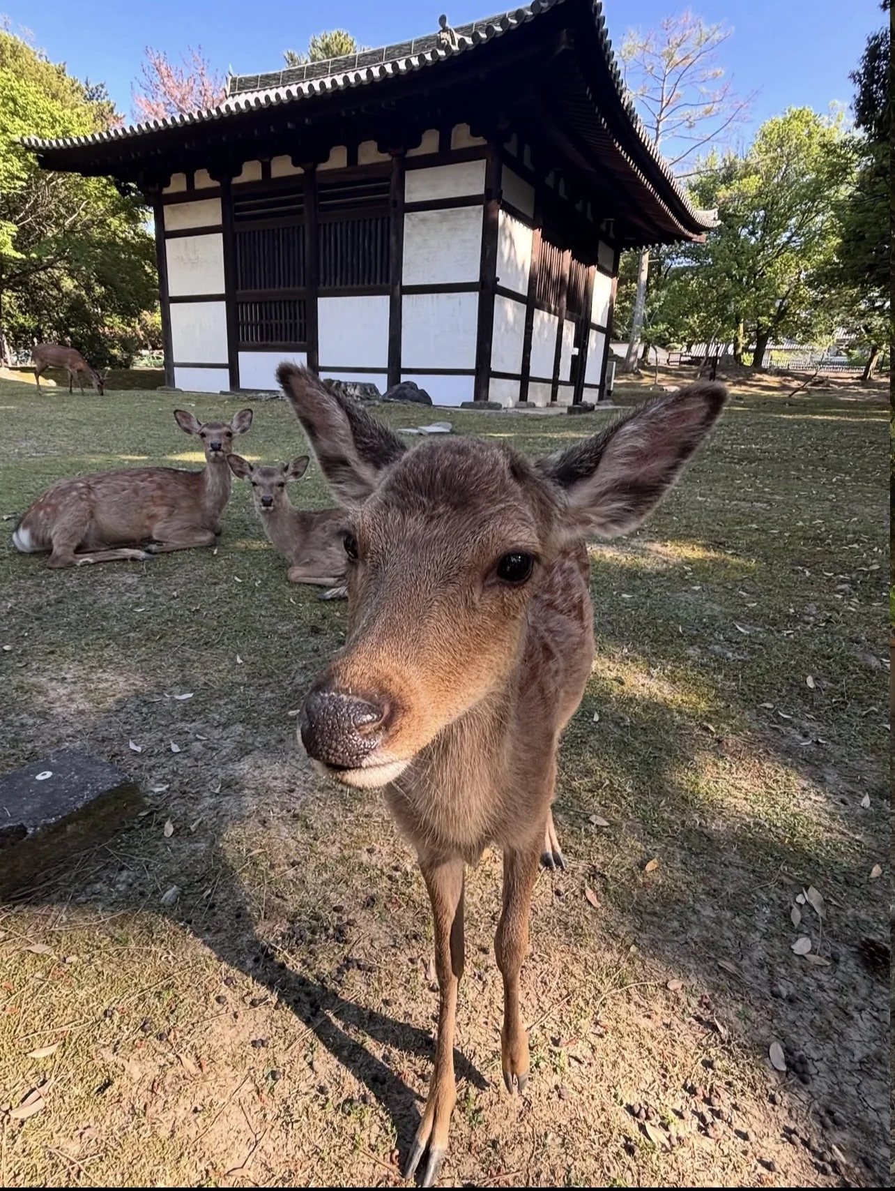 Japan customer travel memory 4